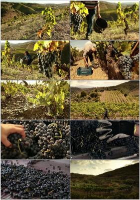 水果葡萄采摘葡萄加工葡萄酒